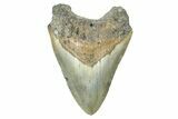 Fossil Megalodon Tooth - North Carolina #371654-1